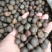 鸠坑春茶种子，龙井茶种子鄂茶种子浙农117茶叶种子乌牛早