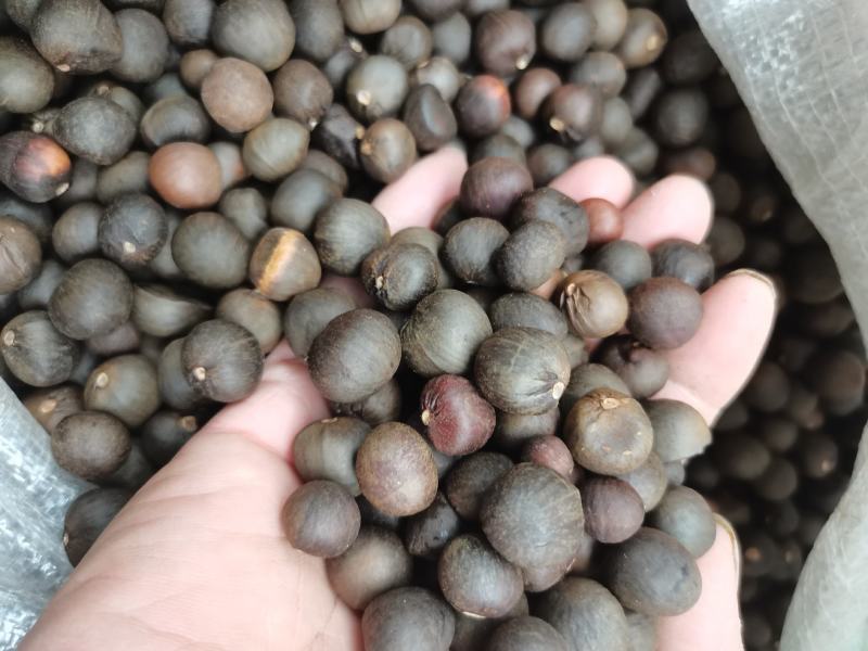 鸠坑春茶种子，龙井茶种子鄂茶种子浙农117茶叶种子乌牛早