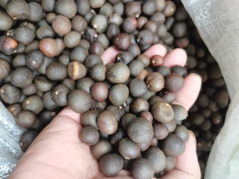 鸠坑春茶种子，龙井茶种子鄂茶种子浙农117茶叶种子乌牛早