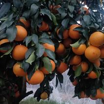 平和爱媛28果冻橙