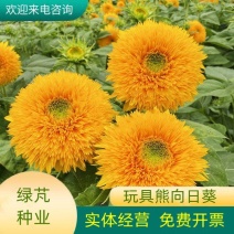 玩具熊向日葵种子观赏向日葵种子食用向日葵种子向日葵花籽