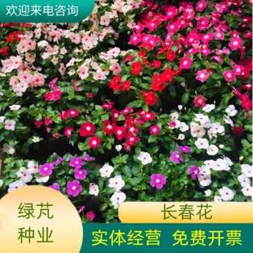 耐寒花种长春花种子日日春天天开种子四季开花易活花籽庭院