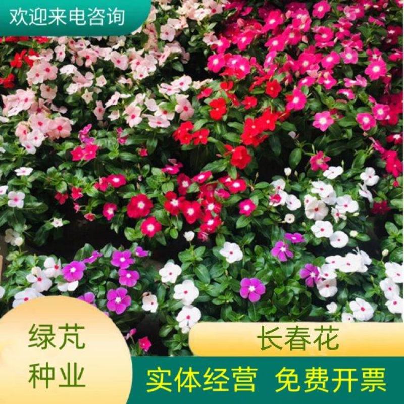 耐寒花种长春花种子日日春天天开种子四季开花易活花籽庭院