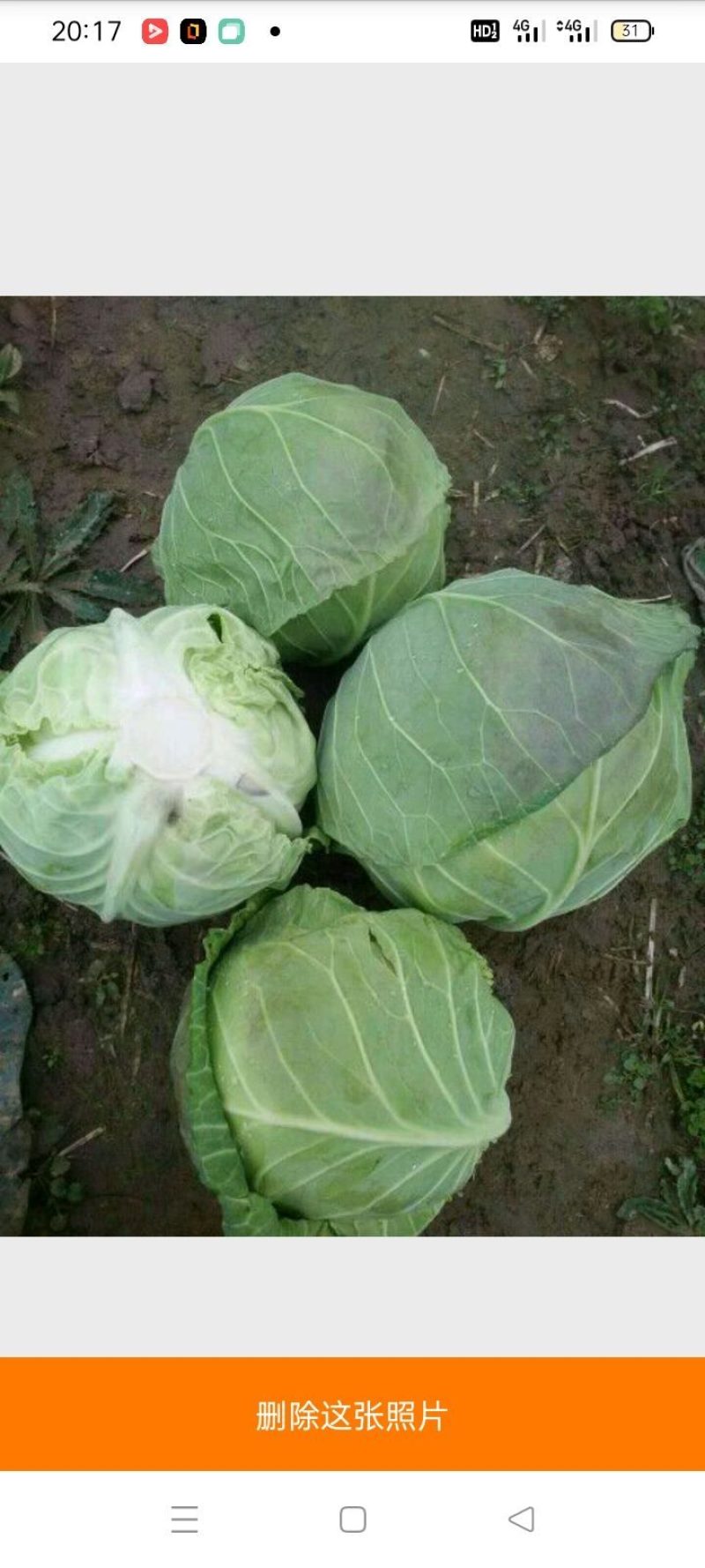 新野甘蓝大量上市量大从优，可视频看货，欢迎老板咨询