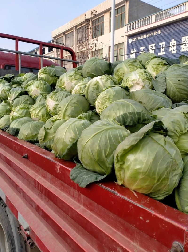 新野甘蓝大量上市量大从优，可视频看货，欢迎老板咨询