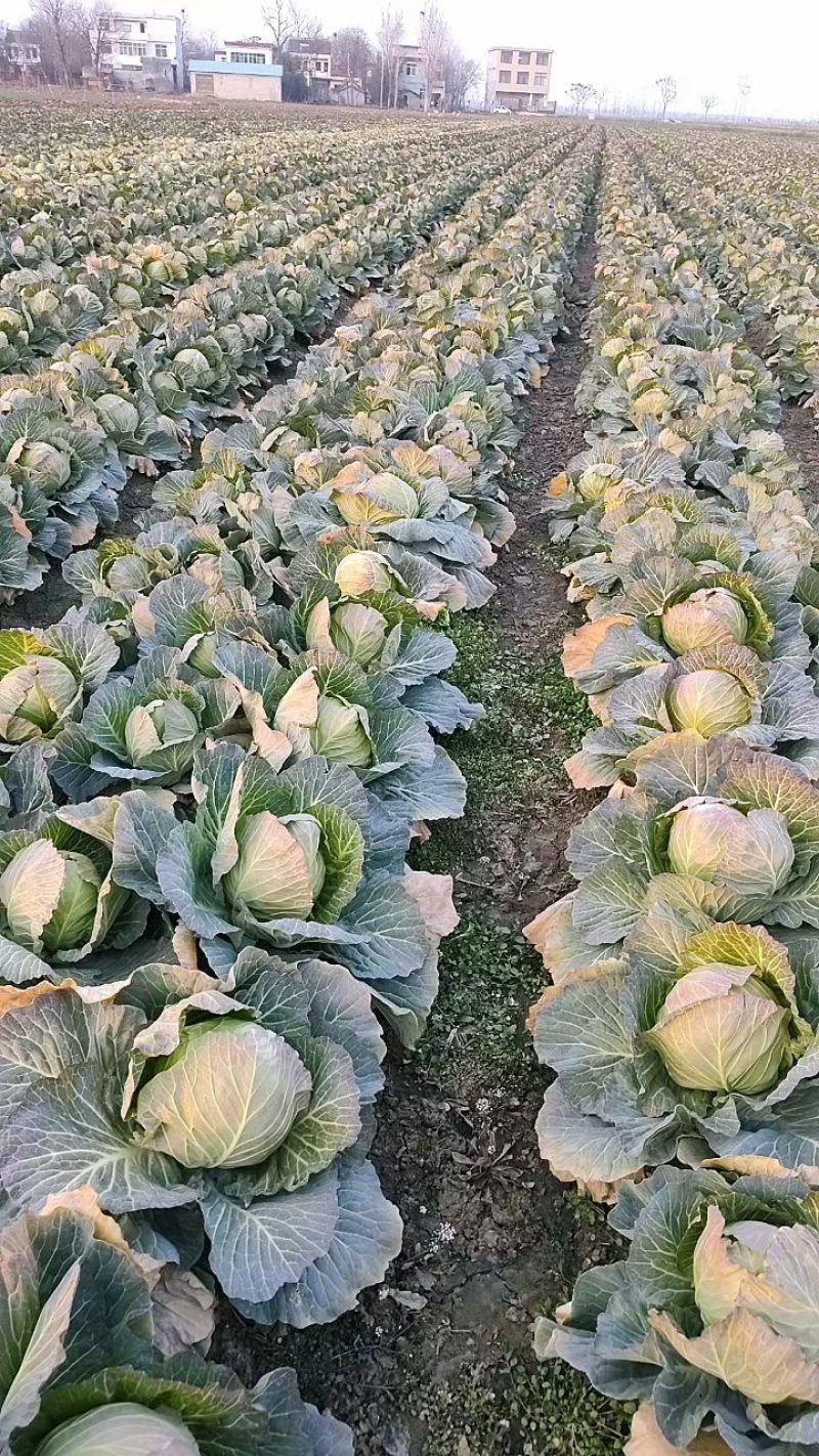 新野甘蓝大量上市量大从优，可视频看货，欢迎老板咨询