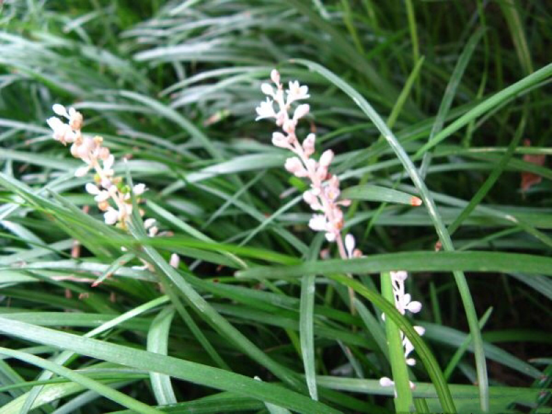 麦冬草