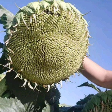 拒绝假货油葵种子中早熟矮杆油率高稳产油葵籽杂交种子防鸟害