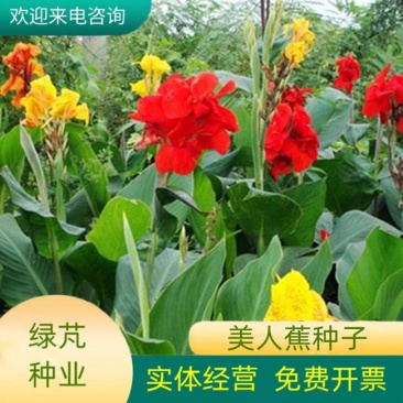 美人蕉种子红艳蕉小花美人蕉花种籽子小芭蕉黄花庭院室外易活