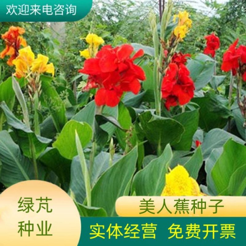 美人蕉种子红艳蕉小花美人蕉花种籽子小芭蕉黄花庭院室外易活
