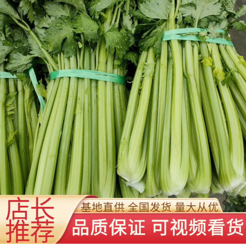 精品西芹大量上市，产地一手货源，量大从优！