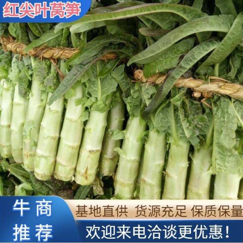 四川优质红尖叶莴笋大量上市，产地一手货源，无空心无冒台！
