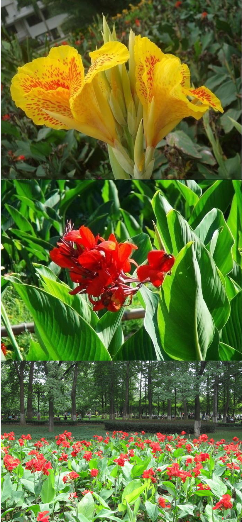 美人蕉种子红艳蕉小花美人蕉花种籽子小芭蕉黄花庭院室外易活