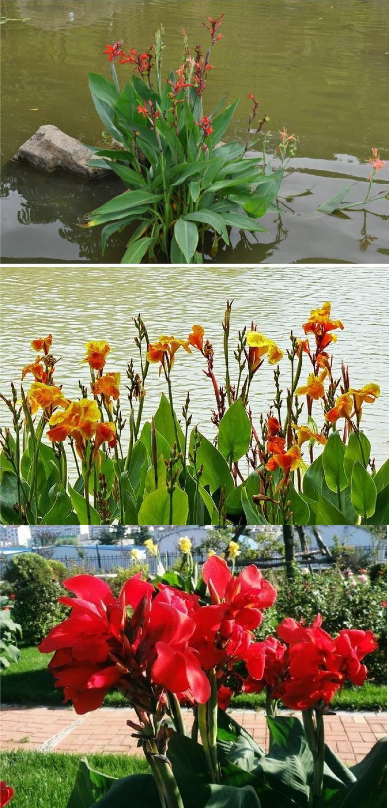 美人蕉种子红艳蕉小花美人蕉花种籽子小芭蕉黄花庭院室外易活