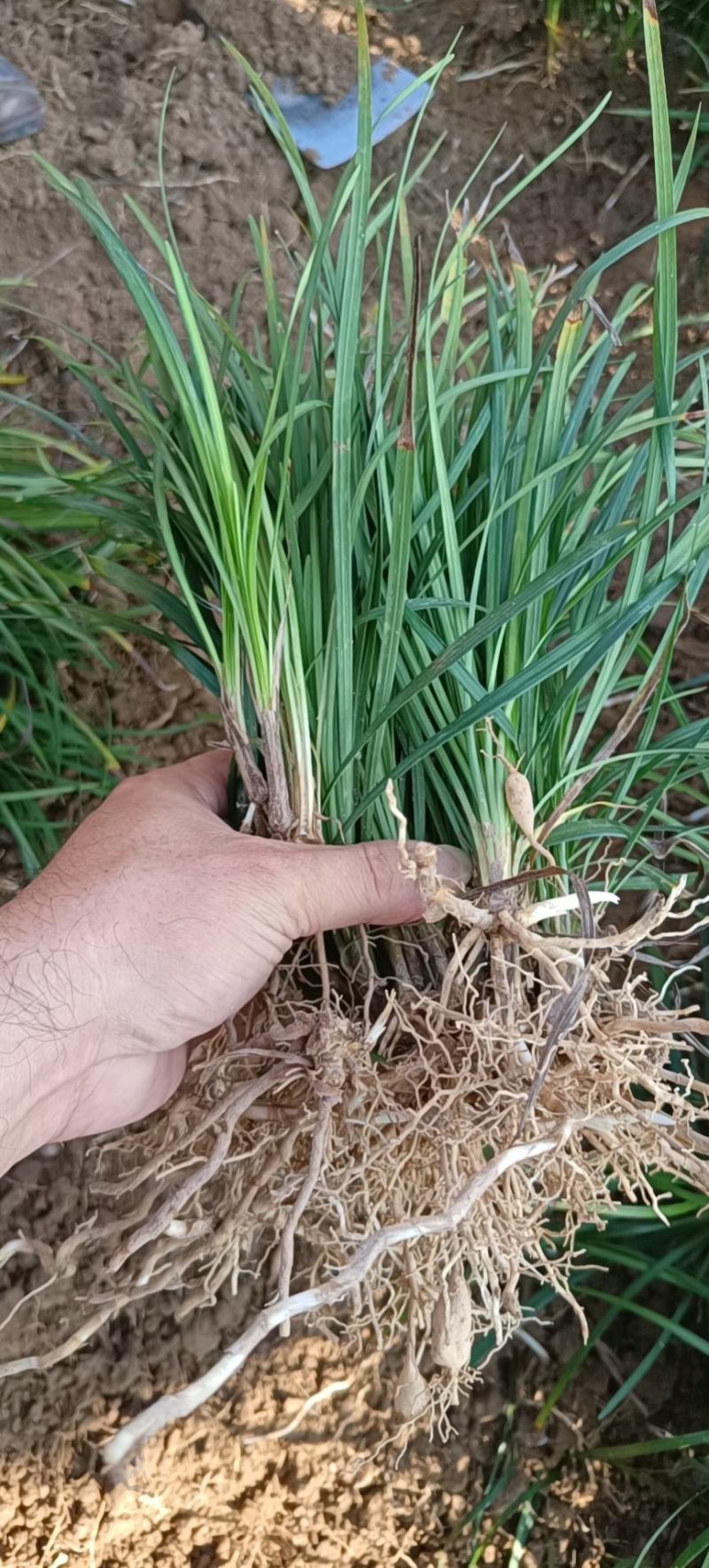 麦冬草