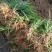 麦冬草