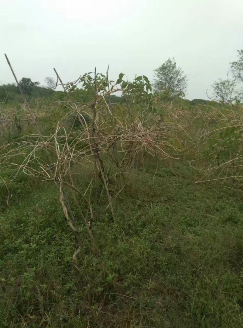 美国凌霄