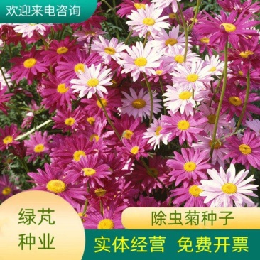 除虫菊种子多年生耐寒耐旱植物驱蚊虫盆栽阳台公园庭院四季花