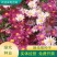 除虫菊种子多年生耐寒耐旱植物驱蚊虫盆栽阳台公园庭院四季花