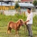 常年供应，进口温血马，障碍马，舞步马，耐力马，pony