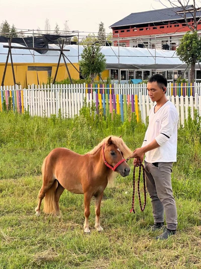 常年供应，进口温血马，障碍马，舞步马，耐力马，pony