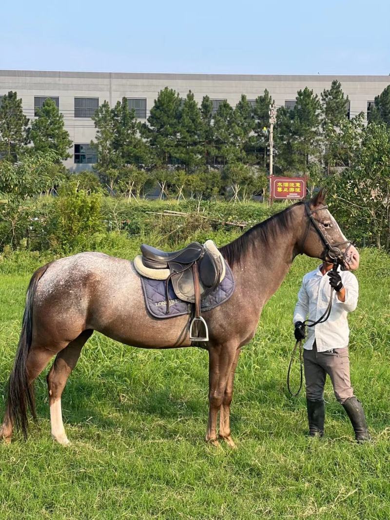 常年供应，进口温血马，障碍马，舞步马，耐力马，pony