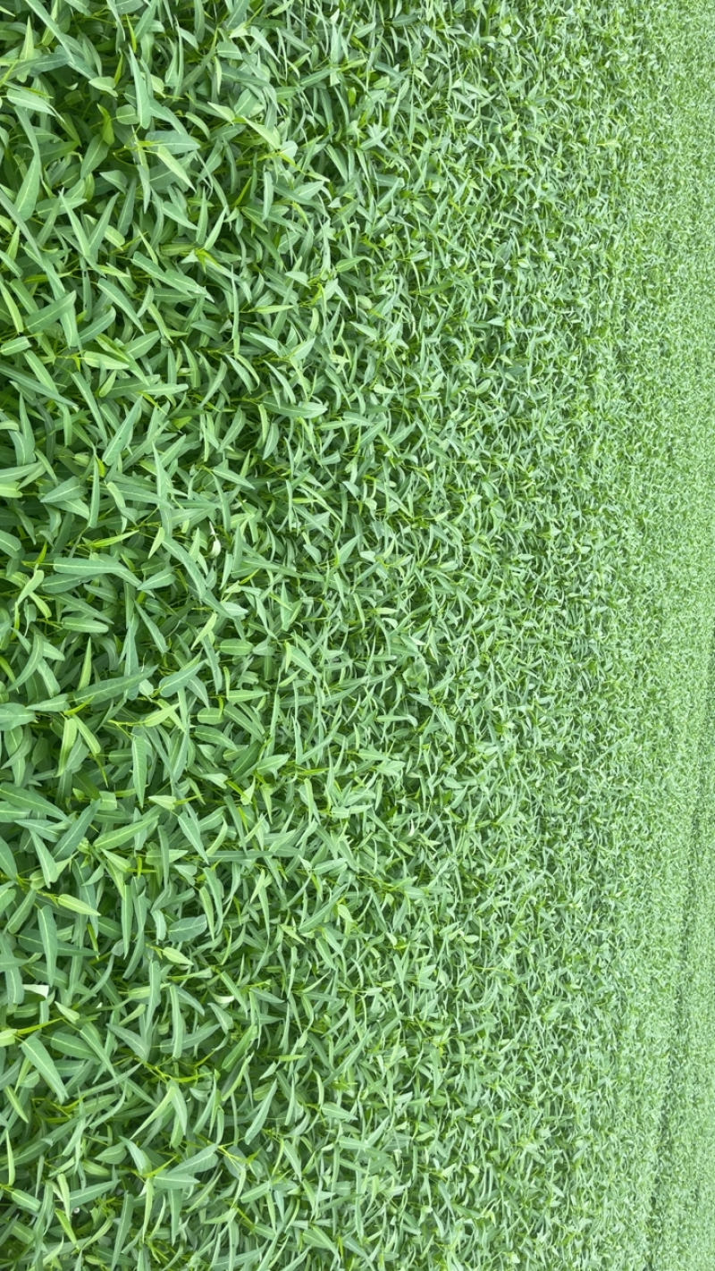 蔬菜空心菜大量上市欢迎各位老板前来采购