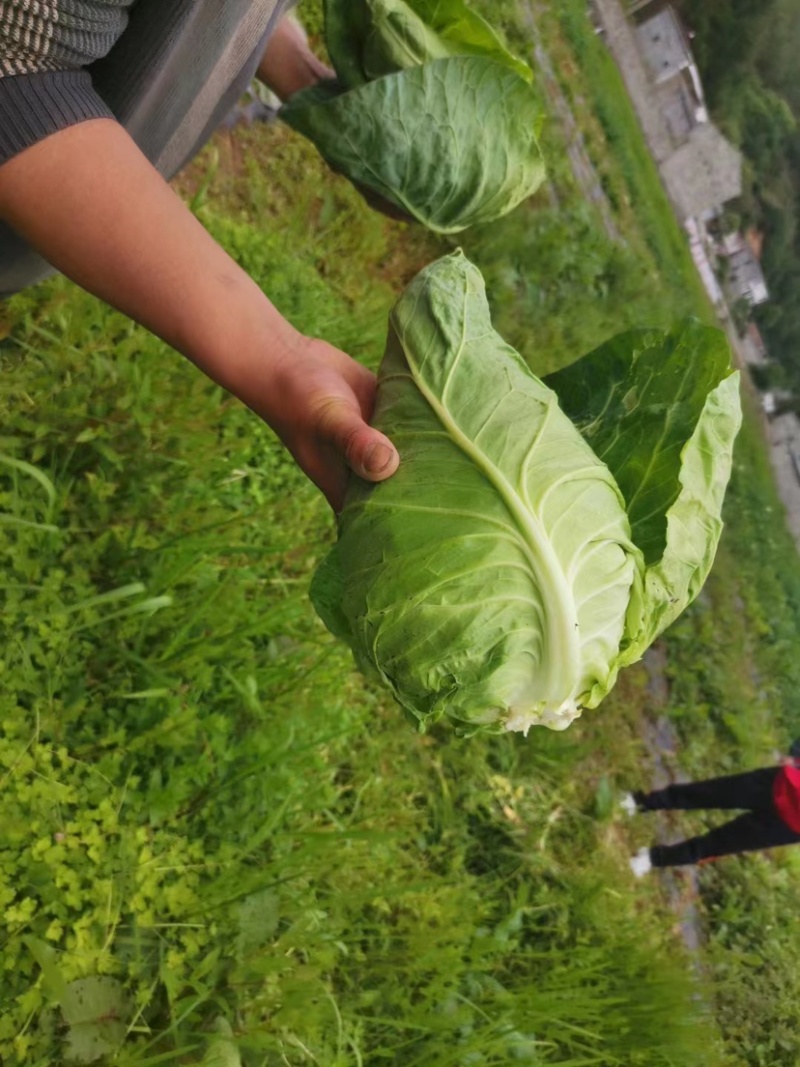 精品甘蓝现货现发每天大量走货量大从优