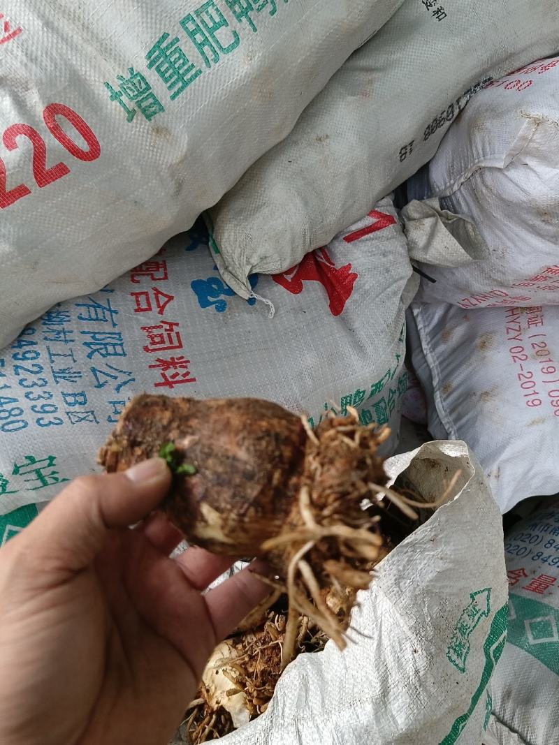 蜘蛛兰