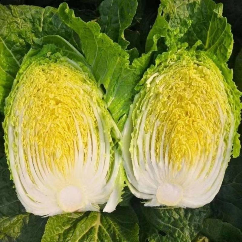 江苏盐城东台精品黄心大白菜产地直发可视频看货