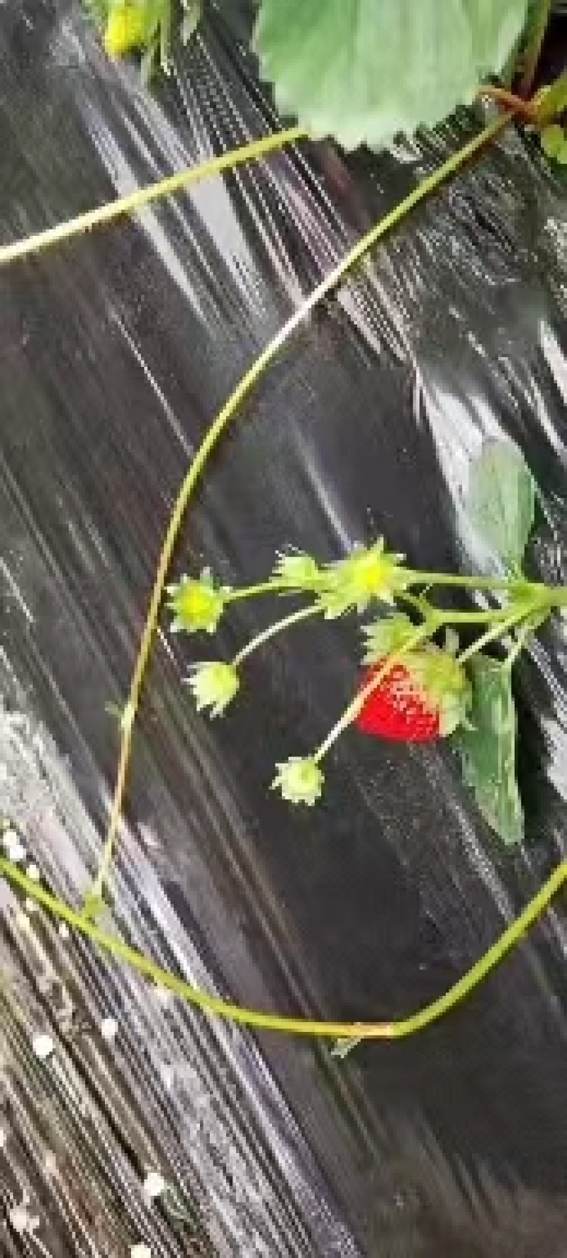 红颜草莓一手货源量大从优