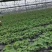 红颜草莓一手货源量大从优