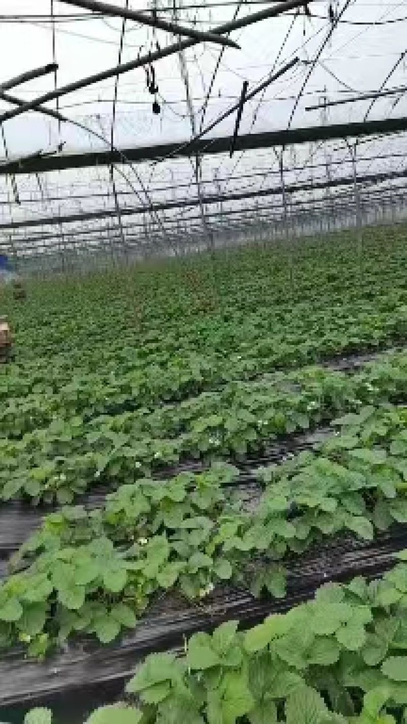 红颜草莓一手货源量大从优