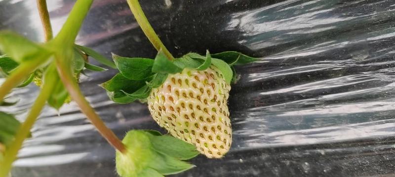 红颜草莓一手货源量大从优
