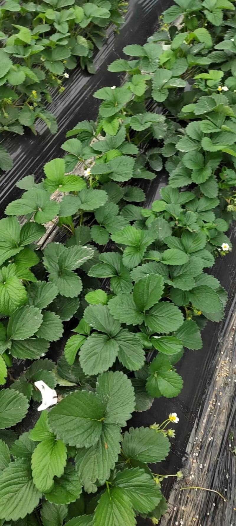 红颜草莓一手货源量大从优