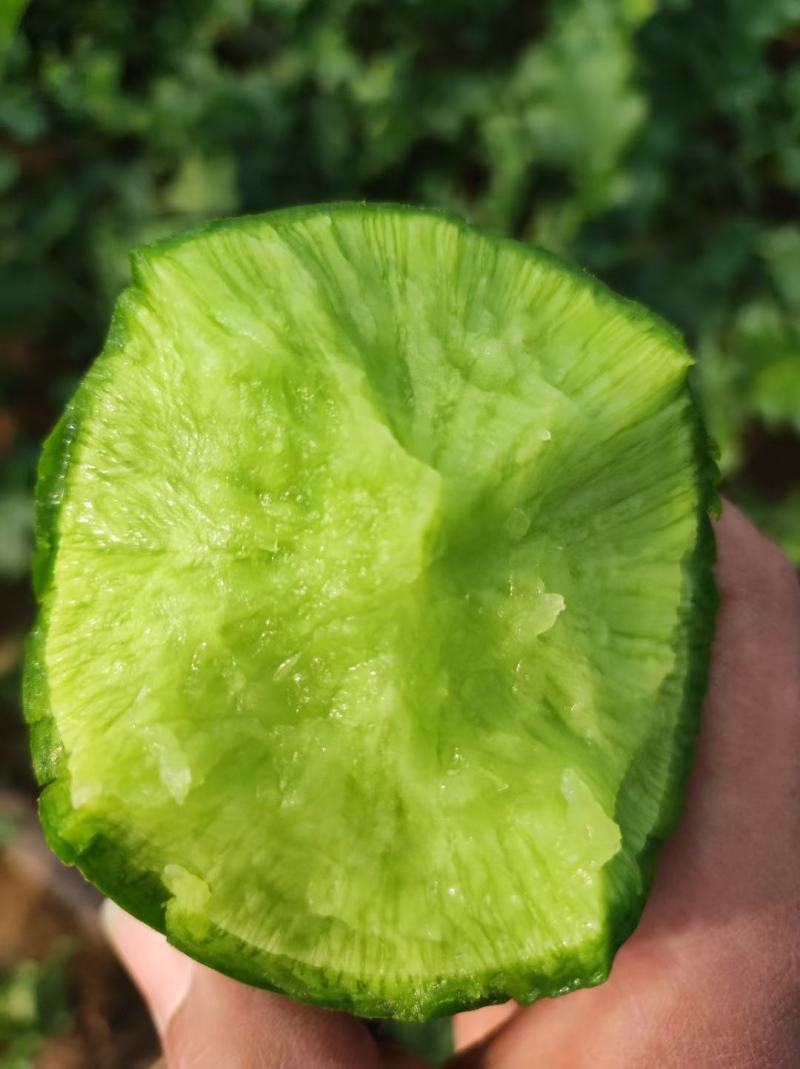 潍县水果萝卜