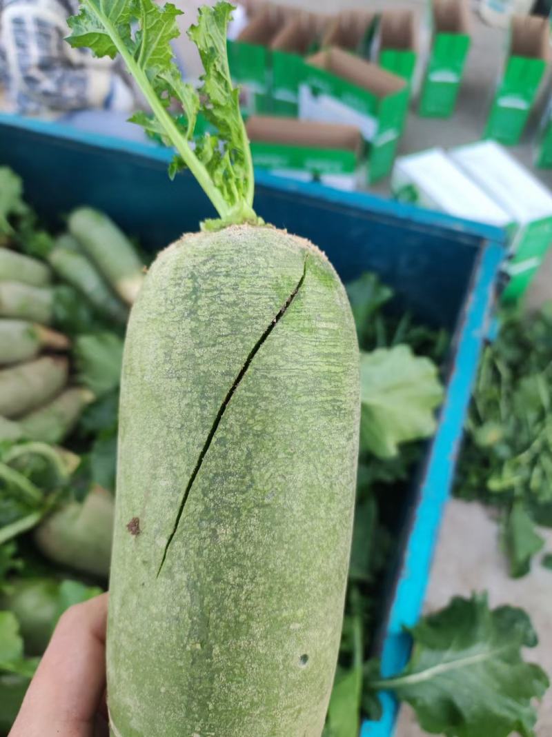 潍县水果萝卜