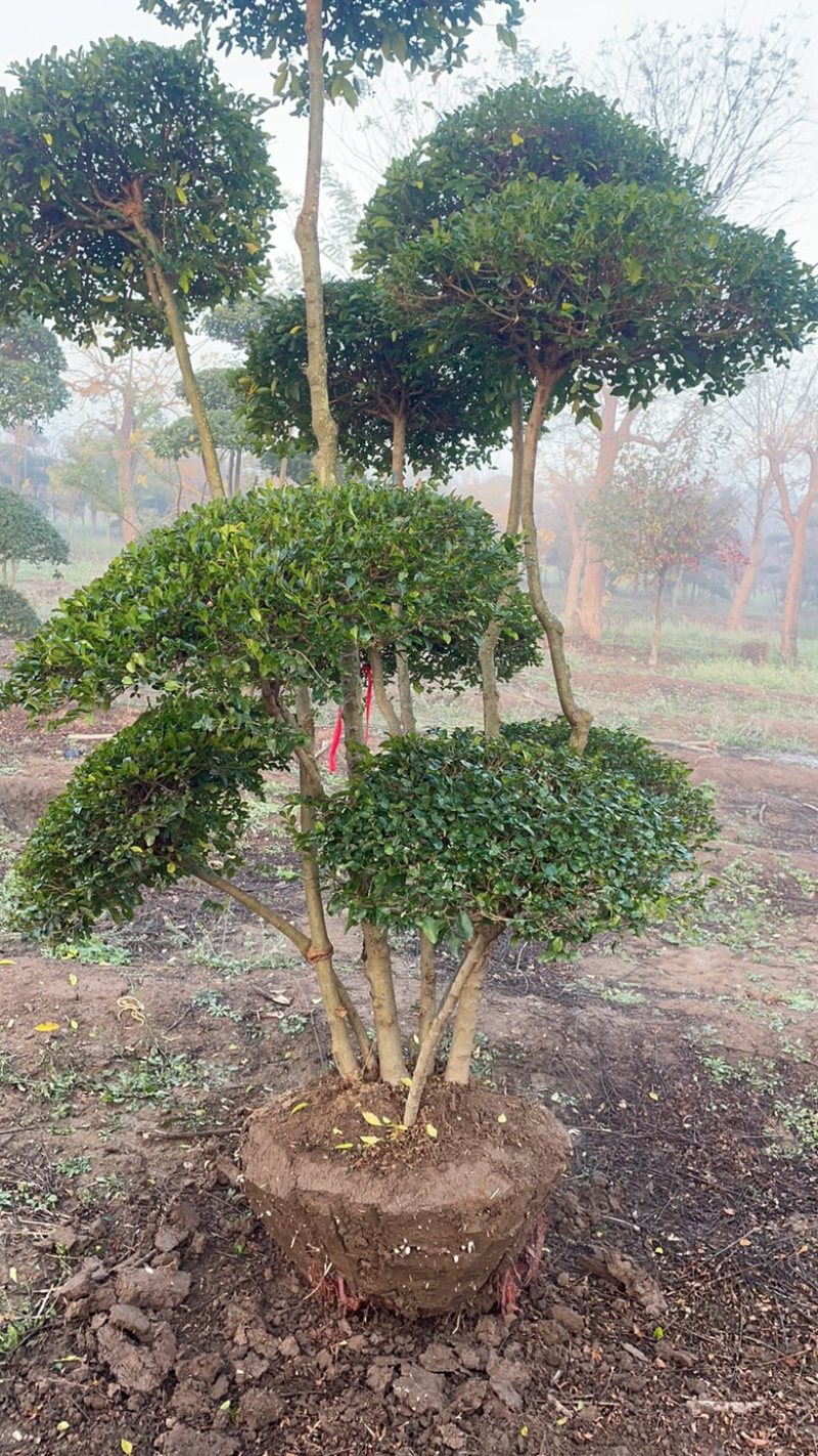 小叶女贞造型北方苗精品树形自产自销基地直供
