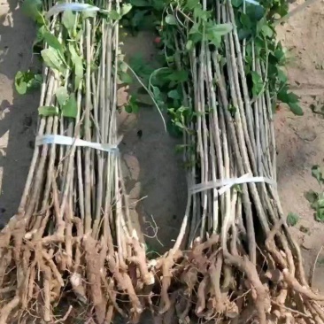 枸杞苗规格齐全，大量供应，质量保证需要打电话不支持聊