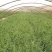 枸杞苗规格齐全，大量供应，质量保证需要打电话不支持聊
