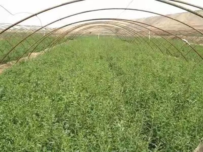 枸杞苗规格齐全，大量供应，质量保证需要打电话不支持聊