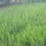 枸杞苗规格齐全，大量供应，质量保证需要打电话不支持聊