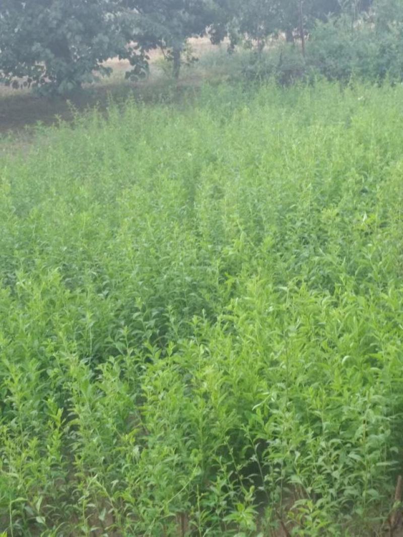 枸杞苗规格齐全，大量供应，质量保证需要打电话不支持聊