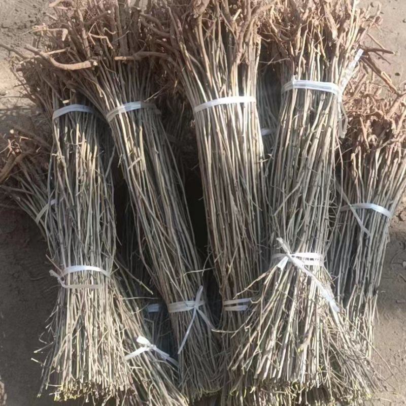 枸杞苗规格齐全，大量供应，质量保证需要打电话不支持聊