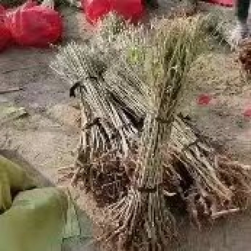 枸杞苗规格齐全，大量供应，质量保证需要打电话不支持聊
