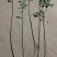 枸杞苗规格齐全，大量供应，质量保证需要打电话不支持聊