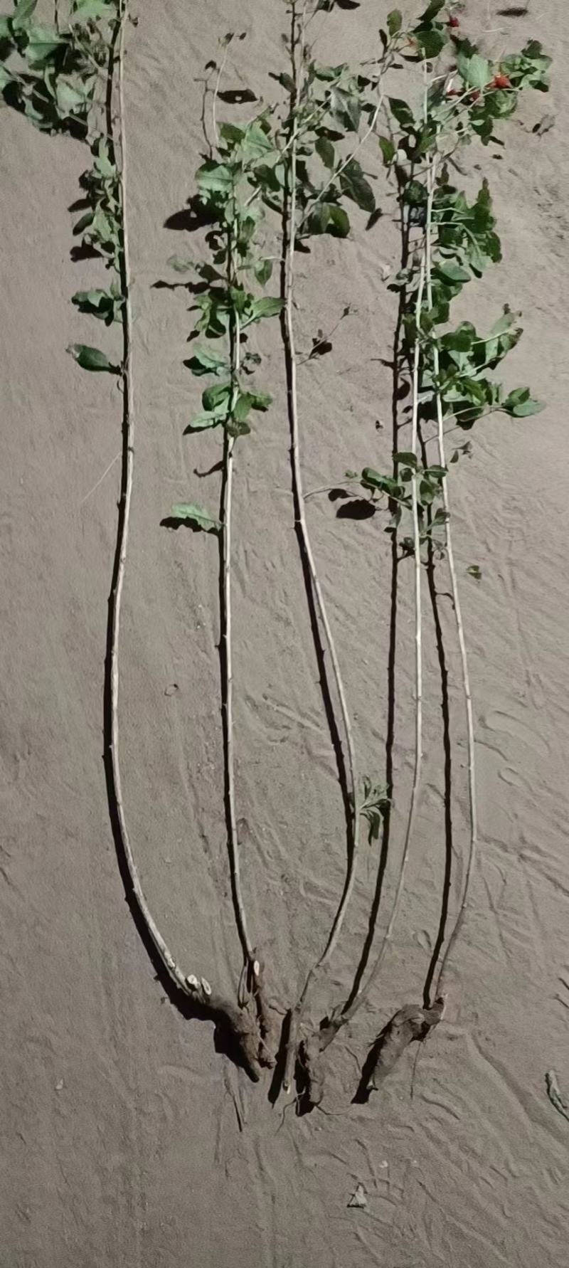 枸杞苗规格齐全，大量供应，质量保证需要打电话不支持聊