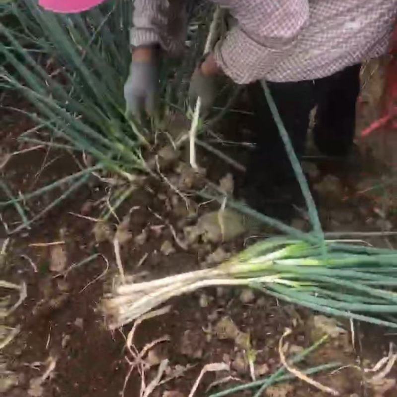 河南南阳新野大葱钢葱铁杆大葱产地直发现挖现发