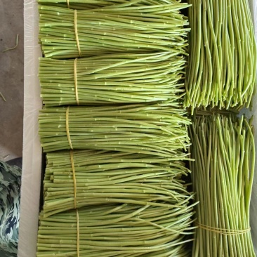 精品芦蒿黎蒿产地直销货源充足欢迎大家采购