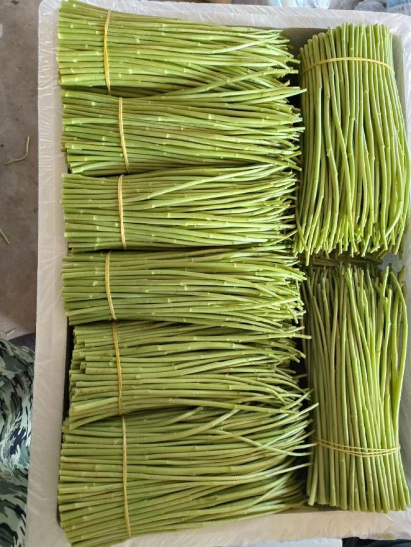 精品芦蒿黎蒿产地直销货源充足欢迎大家采购
